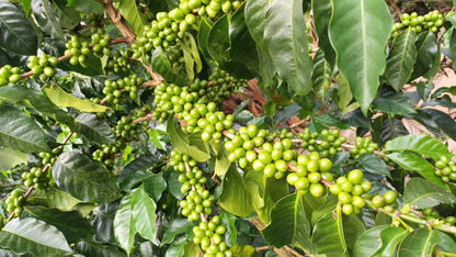 La Reserva - Marlon Rojas - Double Fermentation Washed Aji Bourbon - Colombia
