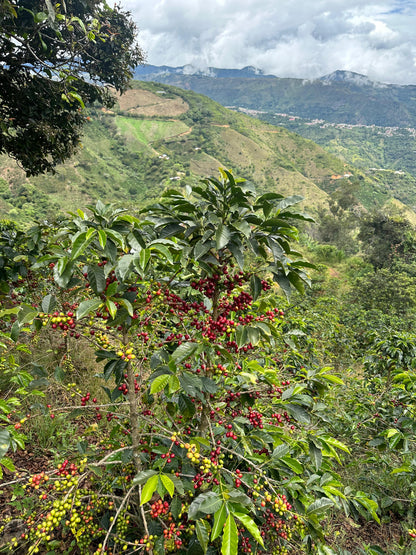 Carlos Estrella Gesha Washed - Finca La Estrella Lot #1 - Colombia
