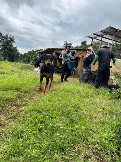 Carlos Estrella Gesha Washed - Finca La Estrella Lot #1 - Colombia