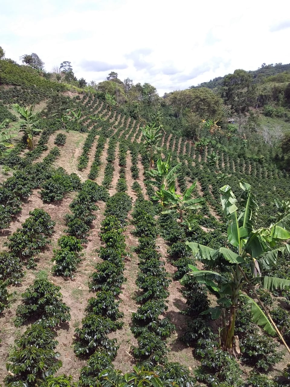 Jeferson Motta Motta Farm - Anaerobic Washed Gesha - Colombia