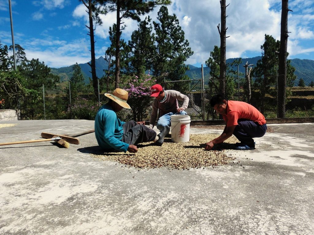 Finca Los Cantares Marie Vallarino - Washed Caturra Catuai - Panama