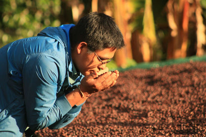 Chavez Estate Lot #2 - Jhenrri Chavez - Washed SL9 - Peru
