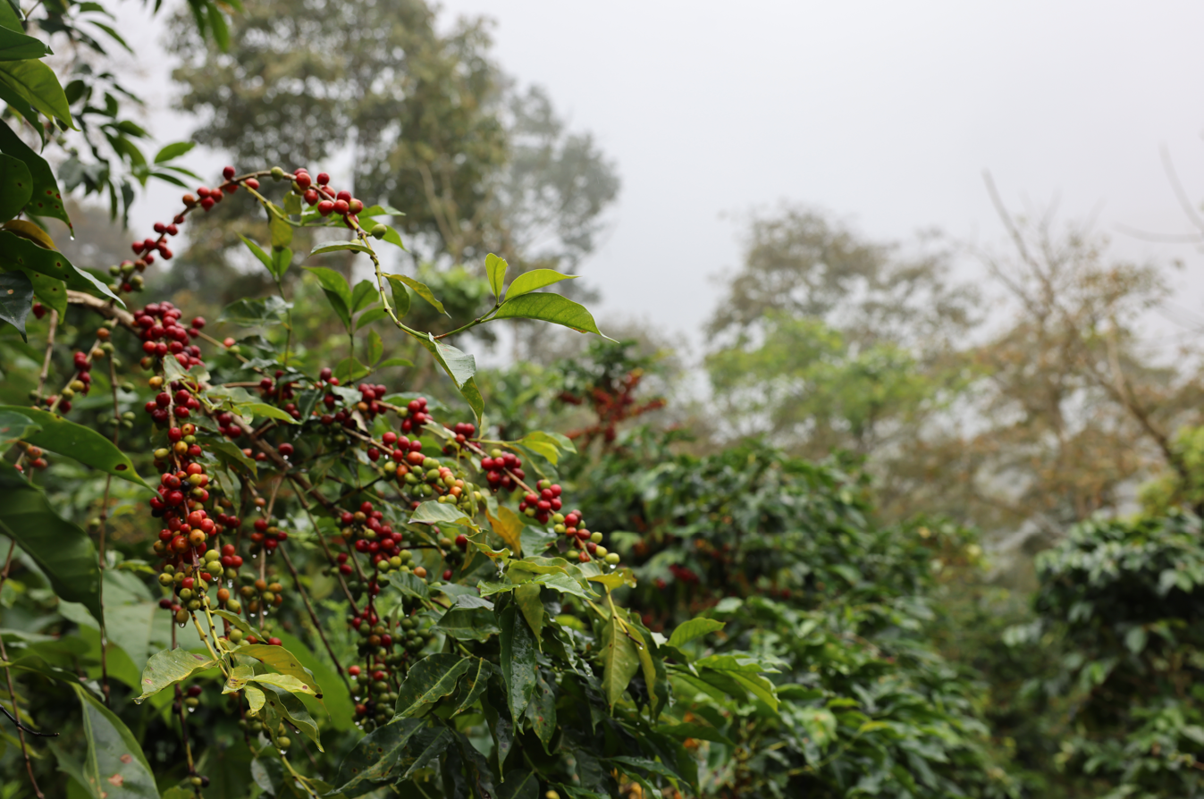 Pukamocco - Eusebia Rudas Camara - Washed Typica - Peru