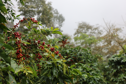 Pukamocco - Eusebia Rudas Camara - Washed Typica - Peru
