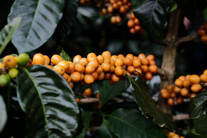 Silvio Sanchez Santa Teresa de Mogoton - Natural Catuai - Nicaragua