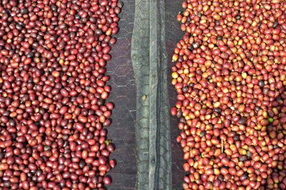 Silvio Sanchez Santa Teresa de Mogoton - Natural Catuai - Nicaragua