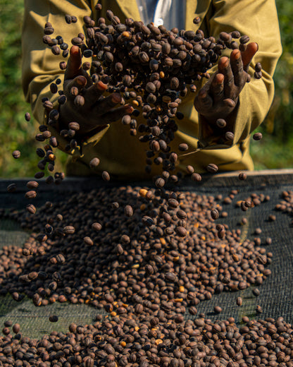 Muhororo Washing Station - Smallholder Farmers - Swiss Water Process Decaf Natural Red Bourbon - Rwanda