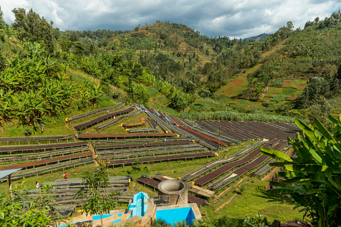 Muhororo Washing Station - Smallholder Farmers - Swiss Water Process Decaf Natural Red Bourbon - Rwanda