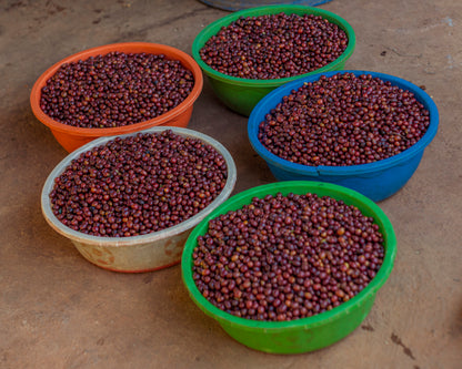Muhororo Washing Station - Smallholder Farmers - Swiss Water Process Decaf Natural Red Bourbon - Rwanda
