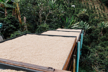 Carmen Montoya Bella Vista - Washed Chiroso - Colombia
