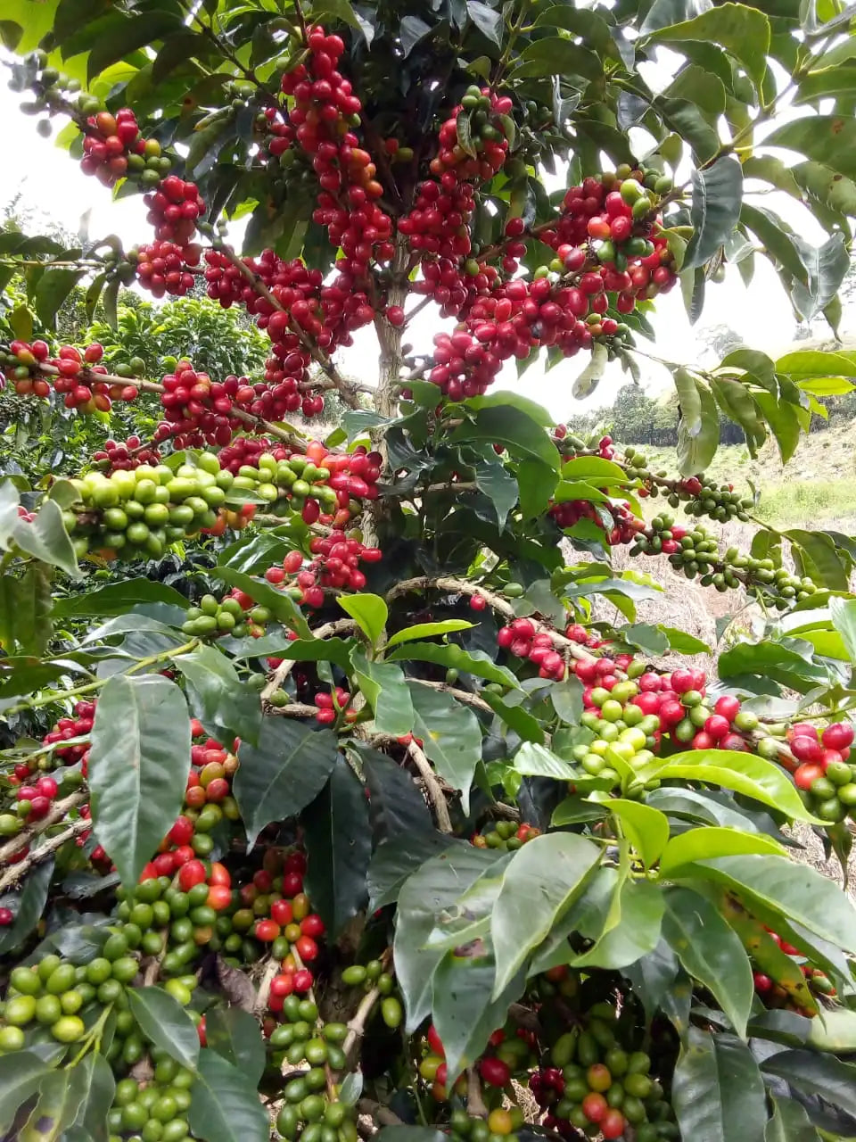 Liliana Ramirez Finca El Yolombo - Washed Chiroso - Colombia