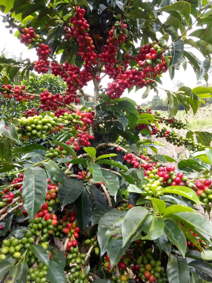 Liliana Ramirez Finca El Yolombo - Washed Chiroso - Colombia