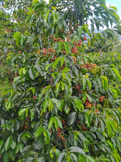 Eulises Guzman Serrato La Lomita - Washed Pink Bourbon - Colombia