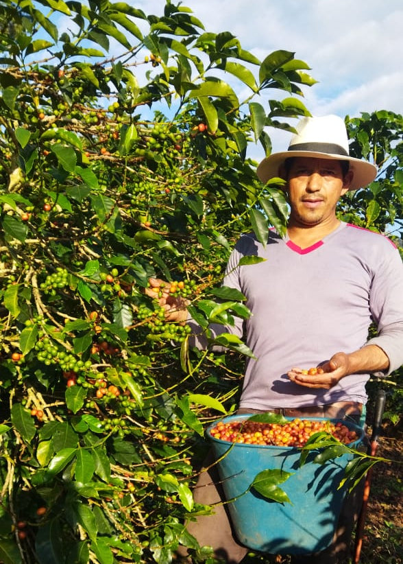 Eulises Guzman Serrato La Lomita - Washed Pink Bourbon - Colombia