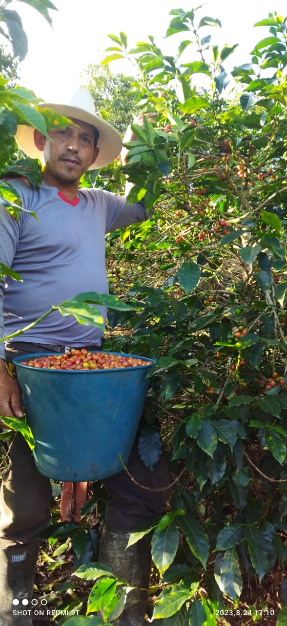 Eulises Guzman Serrato La Lomita - Washed Pink Bourbon - Colombia