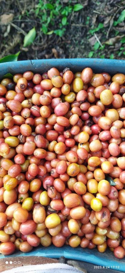 Eulises Guzman Serrato La Lomita - Washed Pink Bourbon - Colombia