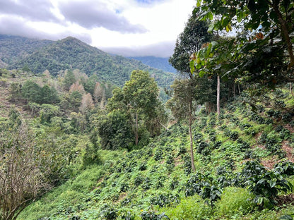 Finca Liquidambar - Alexia Mejia - Anaerobic Washed Parainema - Honduras
