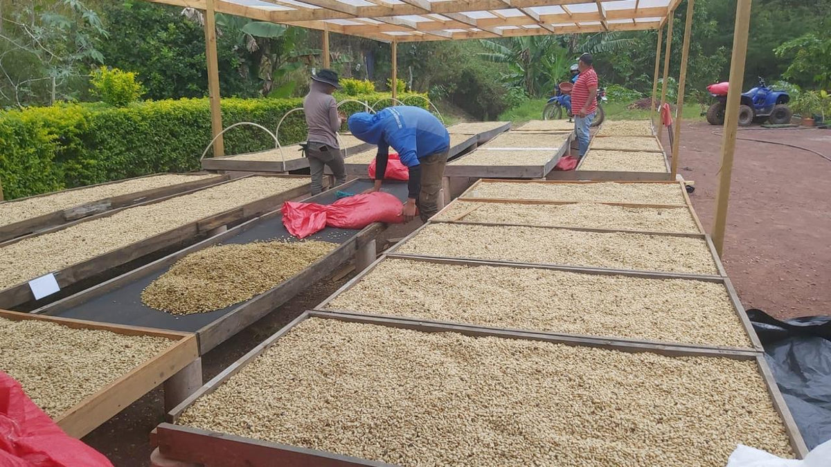 Finca Liquidambar - Alexia Mejia - Anaerobic Washed Parainema - Honduras