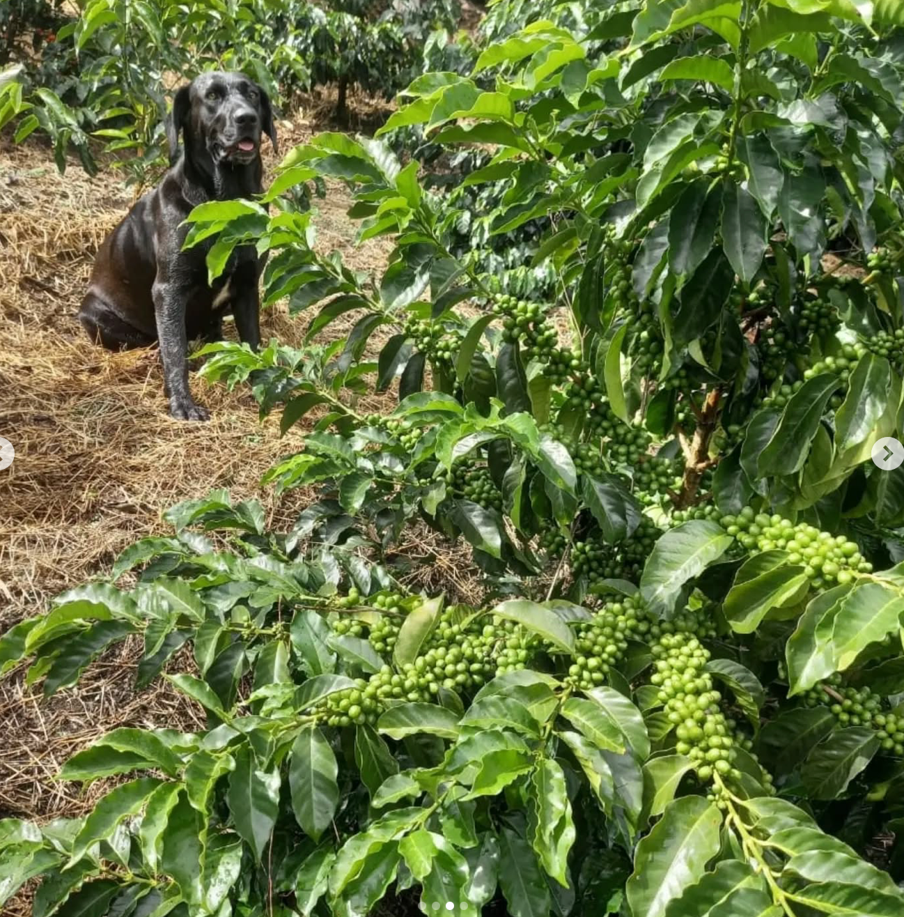 Finca Anaya - Sergio Aranda Gomez - Cinnamon Sugarcane Tabi - Colombia