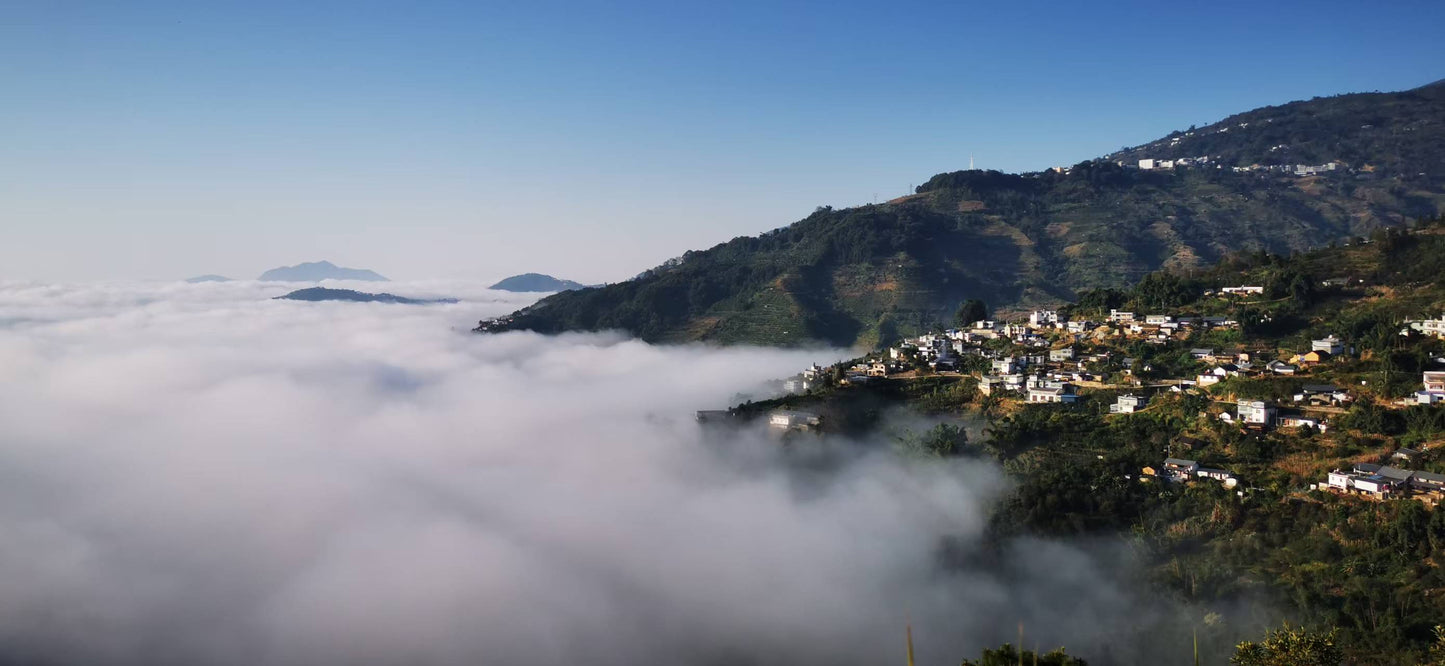 Zhu Xian’e Songfeng Estate - Anaerobic Natural Catimor - China