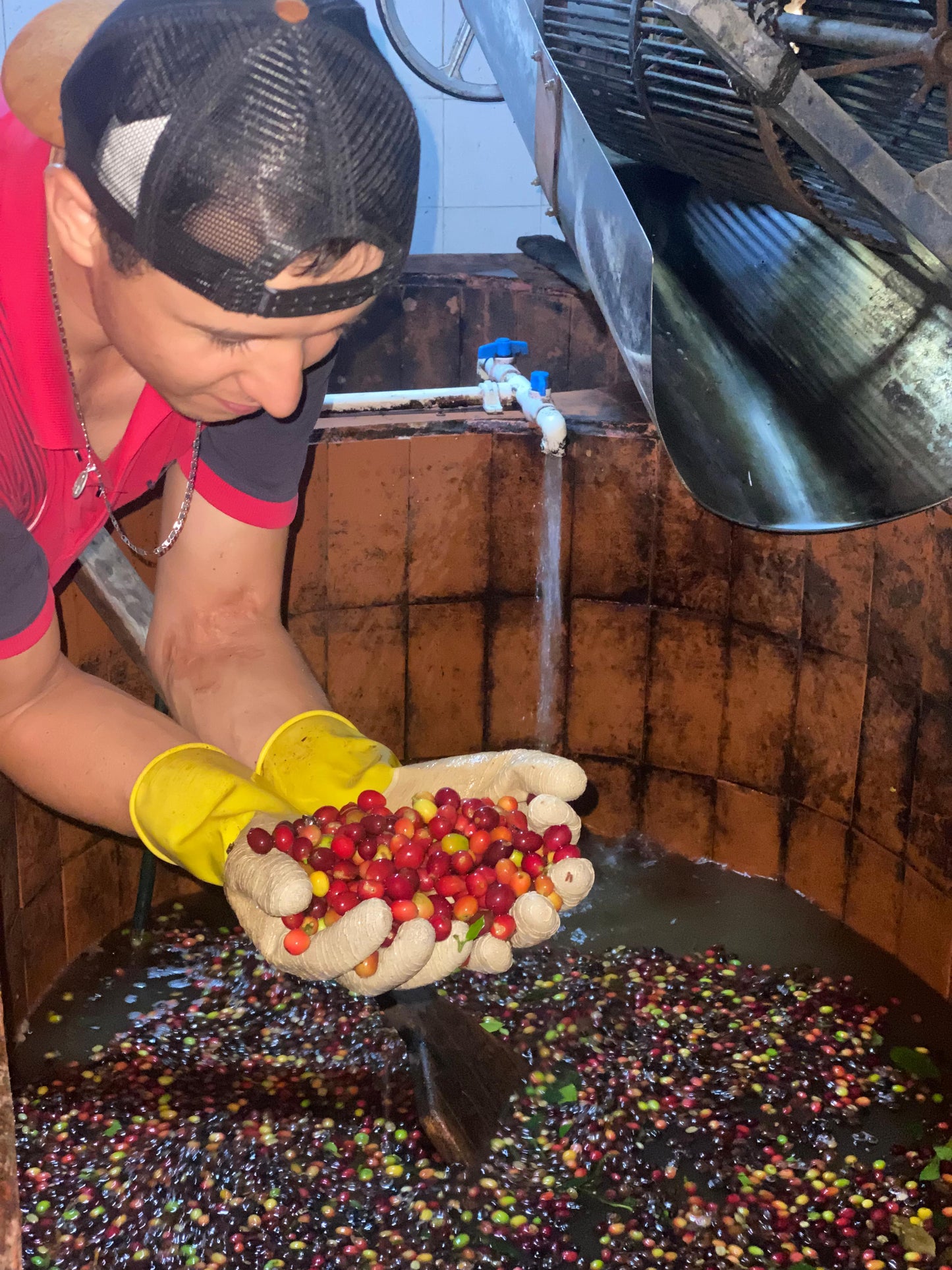 Finca El Rincon - Diego Horta - Anaerobic Natural Colombia - Colombia