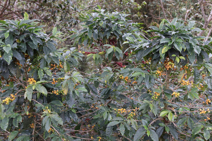 El Paraiso Village - Smallholder Farmers - Natural Field Blend - Peru
