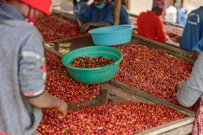 Fugi Kiyonza Hill Baho Coffee and Emmanuel Rusatira - Washed Red Bourbon - Rwanda