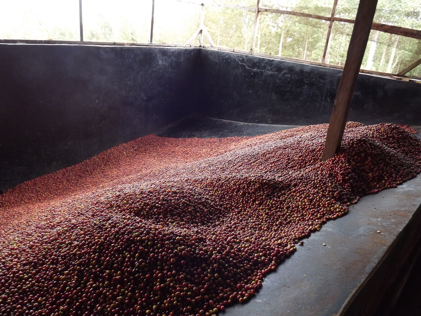 Gachatha Nyeri - Gachatha Cooperative - Washed Kenya - Kenya