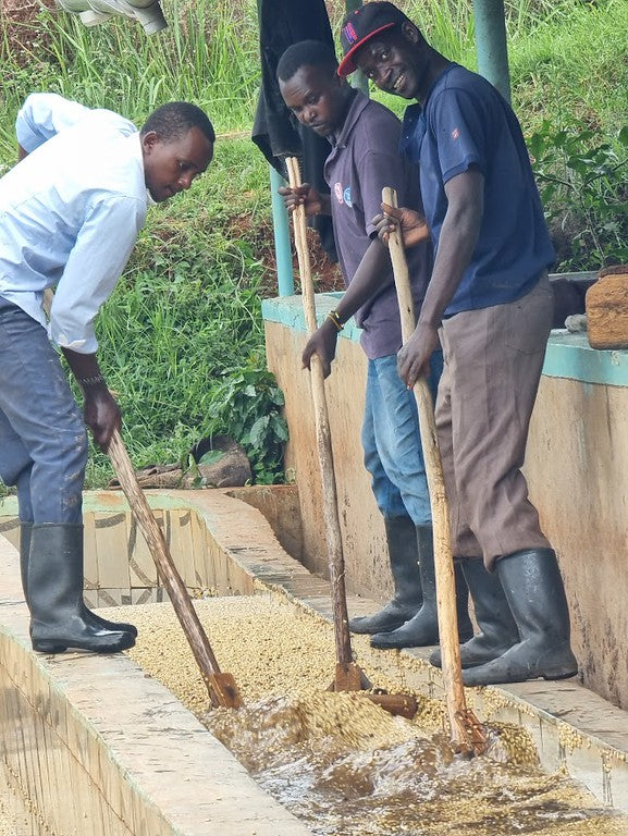 Kii Washing Station - Smallholder Farmers - Washed Kenya - Kenya