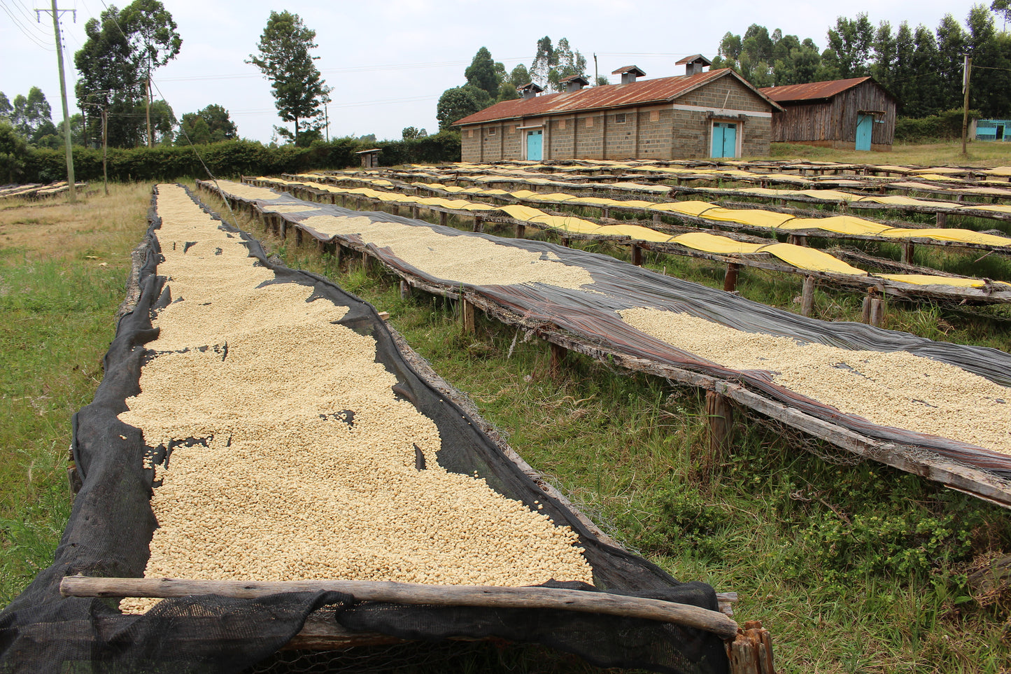 Kii Washing Station - Smallholder Farmers - Washed Kenya - Kenya