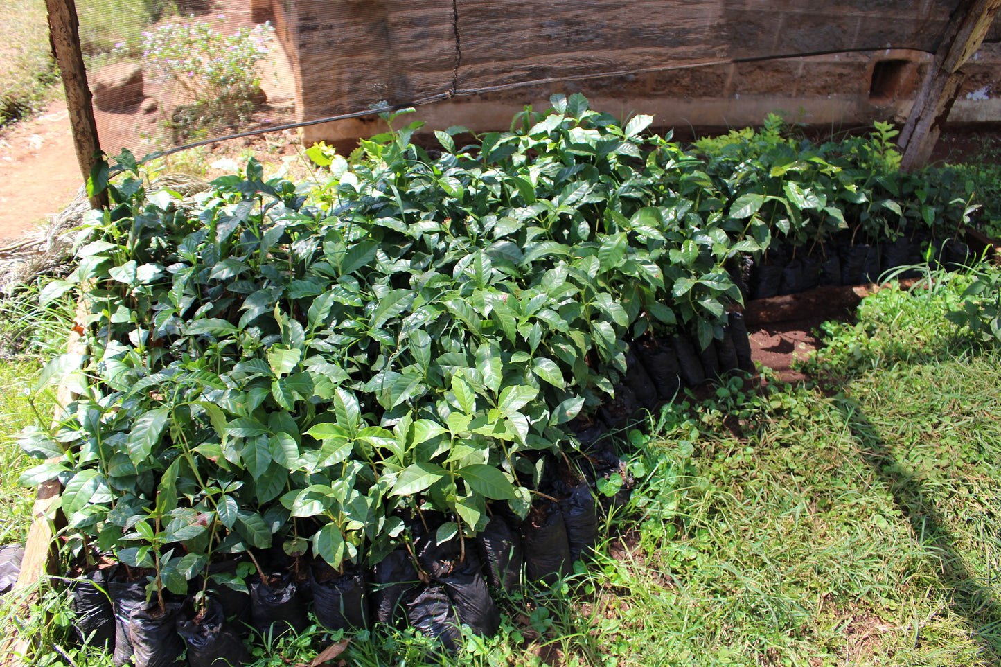 Kii Washing Station - Smallholder Farmers - Washed Kenya - Kenya