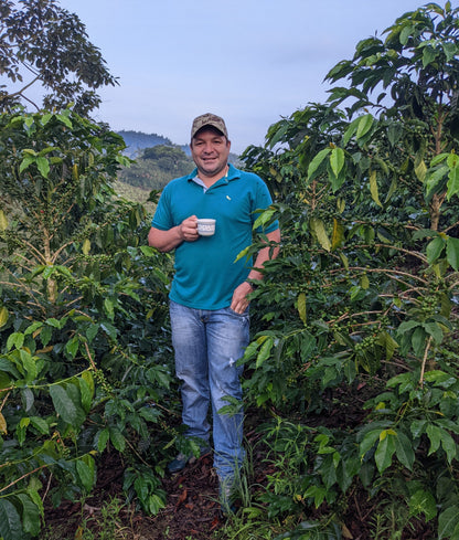 La Dinastia - Wilder Lazo - Lemongrass Yellow Honey Gesha - Colombia