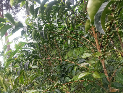 Finca El Manto Verde - Trinidad Pena Silva - Anaerobic Washed Gesha - Peru