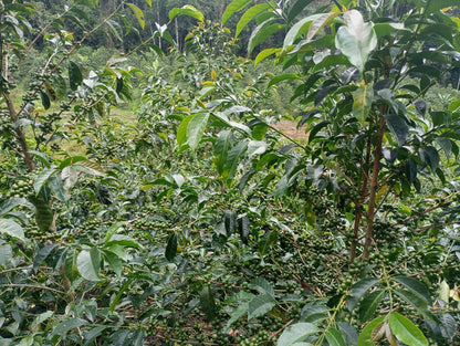 Finca El Manto Verde - Trinidad Pena Silva - Anaerobic Washed Gesha - Peru