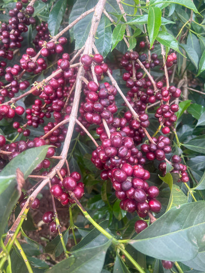 Banko Taratu Smallholder Farmers - Washed Landrace - Ethiopia