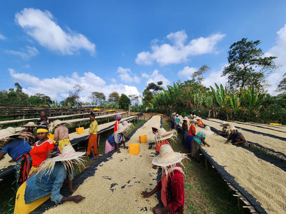 Banko Taratu Smallholder Farmers - Washed Landrace - Ethiopia