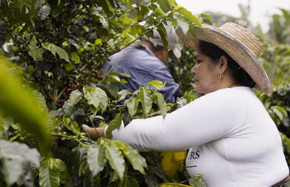 Racafe Decaf - Smallholder Farmers - Washed Field Blend - Colombia