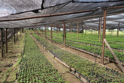 Bernard Uhe Finca Sacapo - Natural Wush Wush - Ecuador